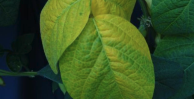 Molybdenum deficiency in soybeans