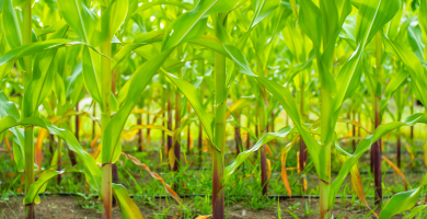 Nitrogen: An essential nutrient