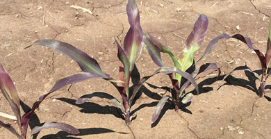 Phosphorus deficiency