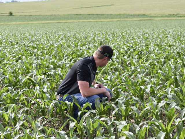 Farmer in corn field