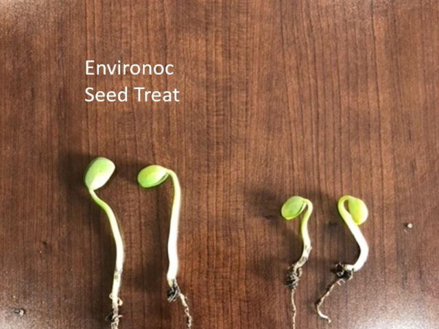 Seed Treatment Mack inc 2021
