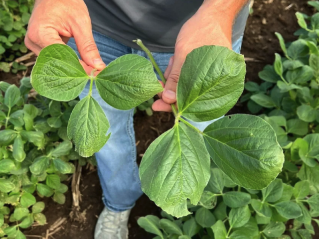 Tissue Sampling Soybeans Full Sun