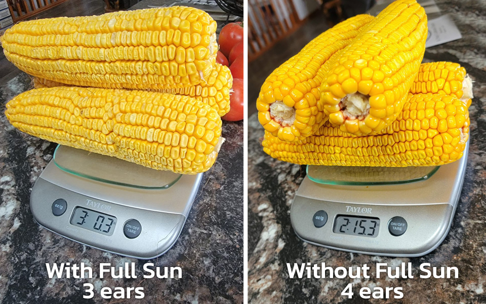 Full Sun weight vs. No Full Sun