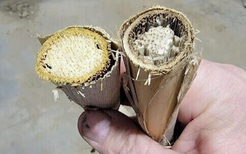 Meltdown applied Thanksgiving week 2022 picture in March 2023