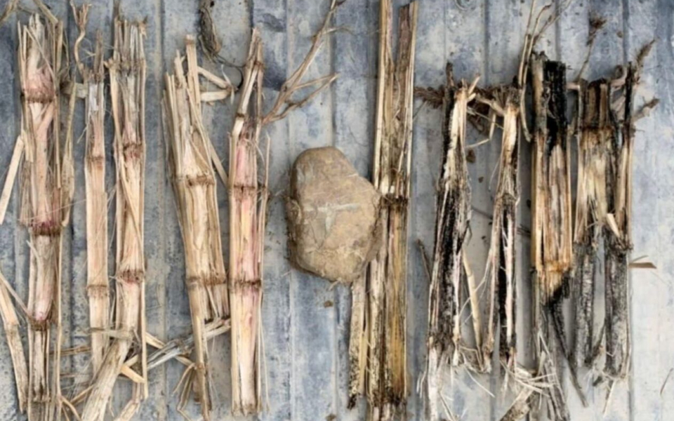 Elite seed meltdown 2020