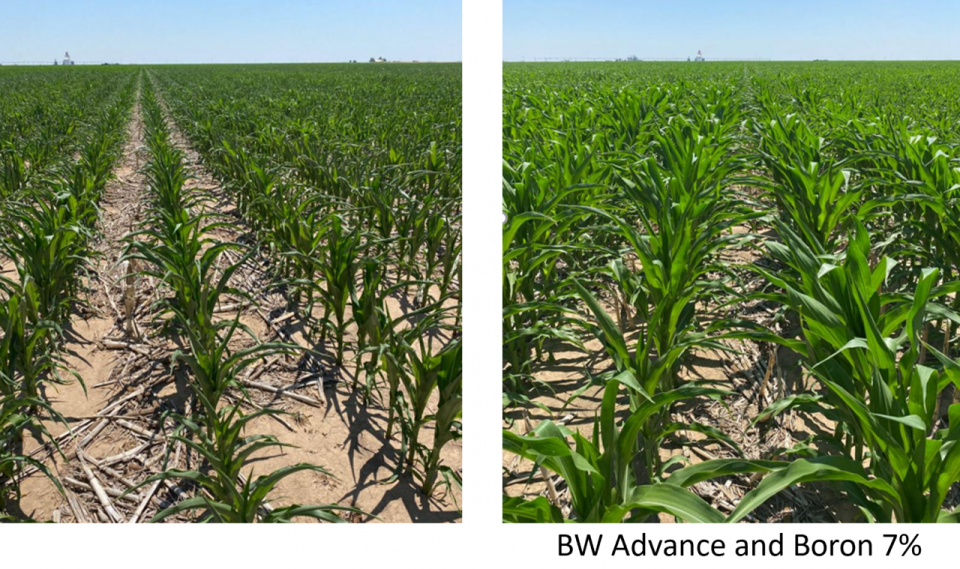 BW Advance and Boron 7 on Corn