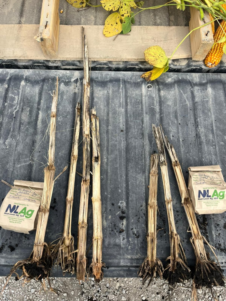 BW Nodal Root Growth Blog