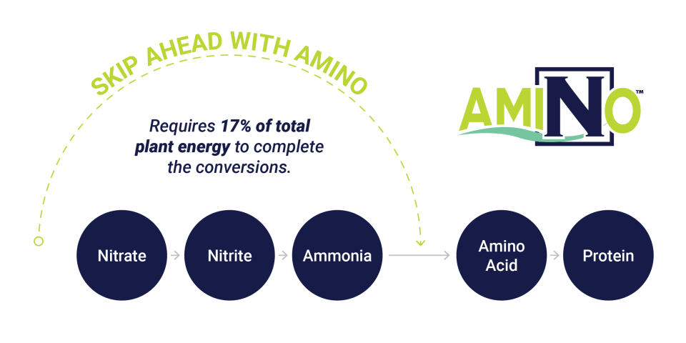 BWF Skip Aheadwith Amino Email Graphic