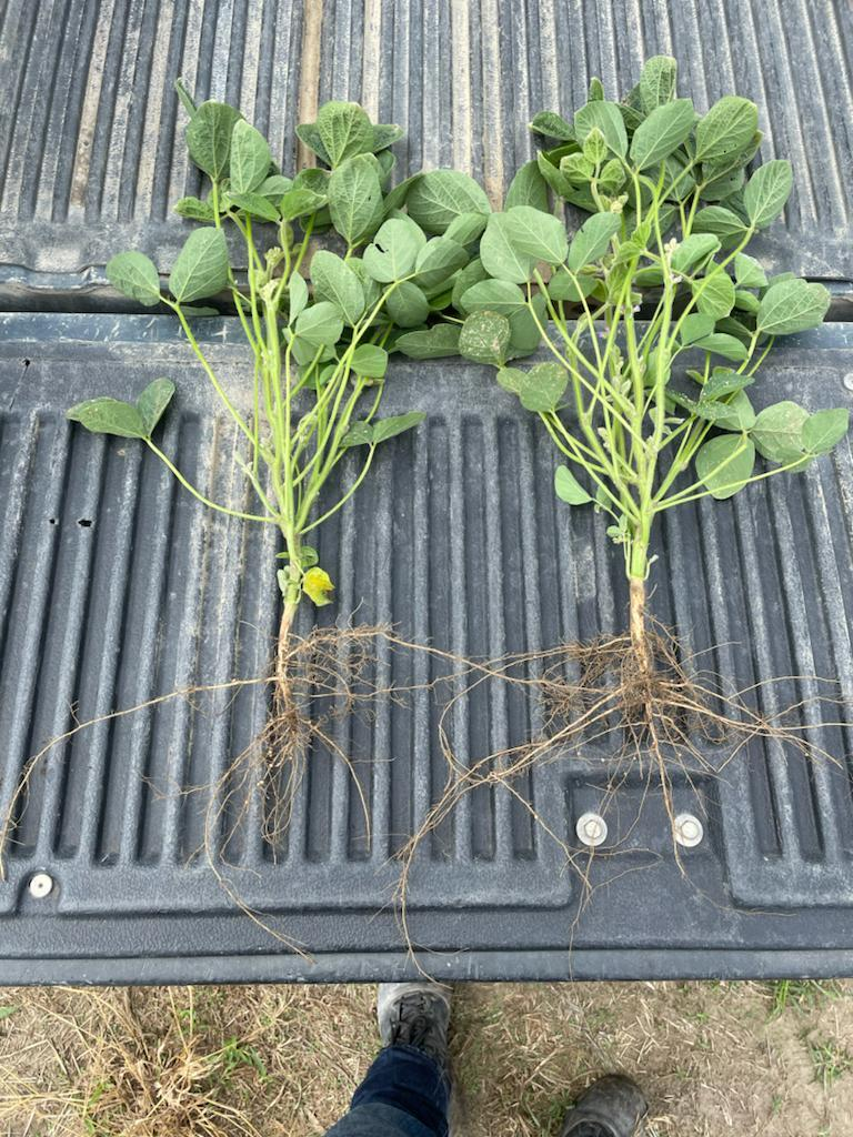 Meltdown and Humical pre fb soyworx missed pdp