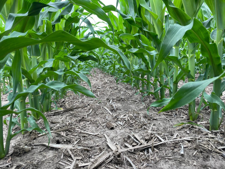 PHOTO 2022 06 20 22 21 43 37k with tillers on every plant