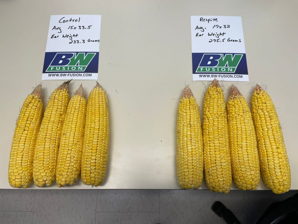 Respite 2021 Corn Response