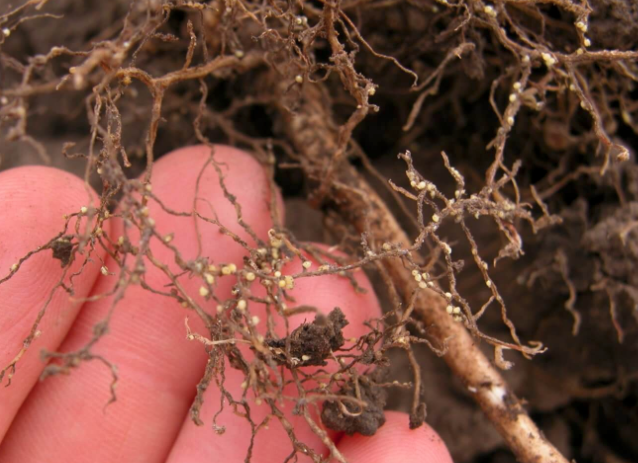 Soybean Cyst Nematode