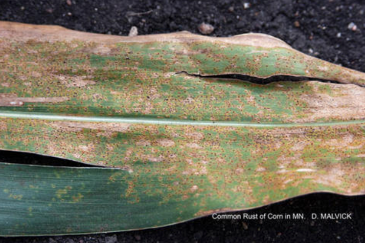 Common Rust of Corn