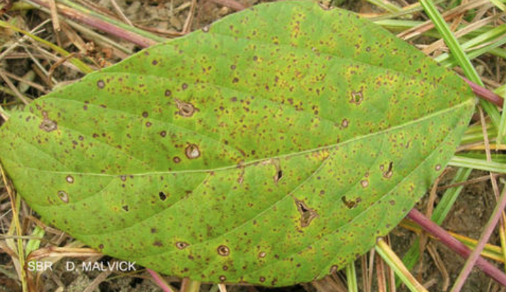 Soybean Rust