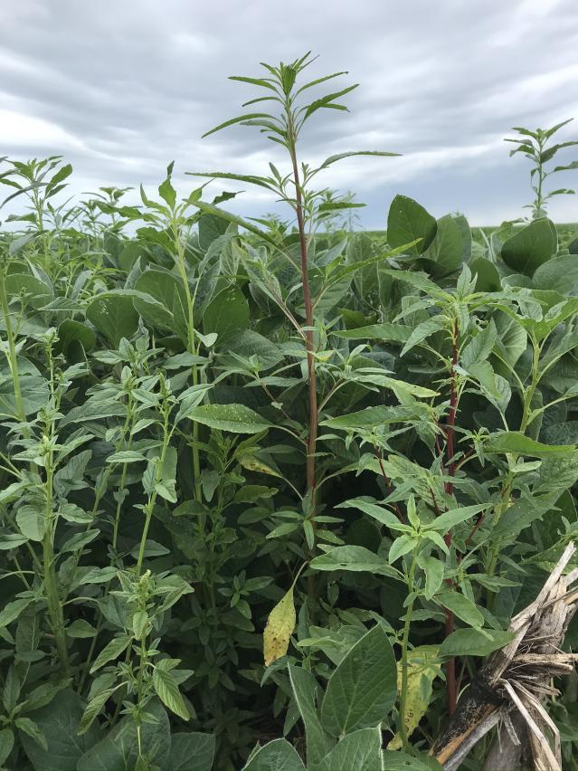 Late season waterhemp in soybean